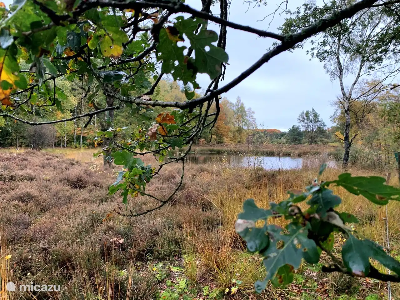 Hier und da gibt es Moore im Wald. 