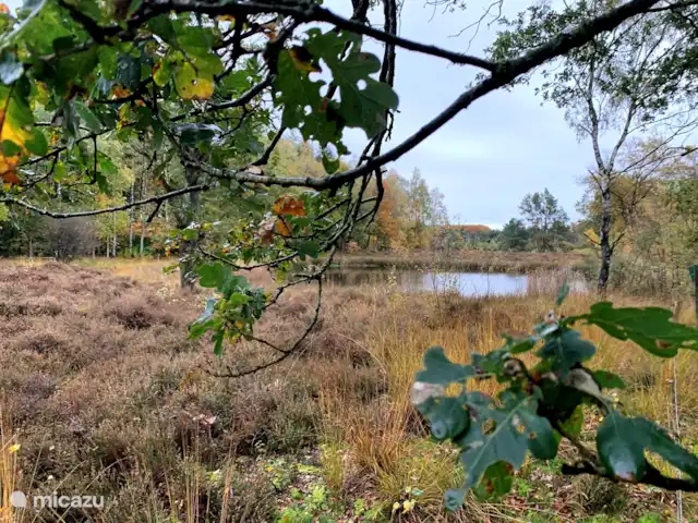 Huuske Woeste Wolden | Pays-Bas, Drenthe, Zuidwolde - maison de vacances Ici et là, il y a des marais dans la forêt.