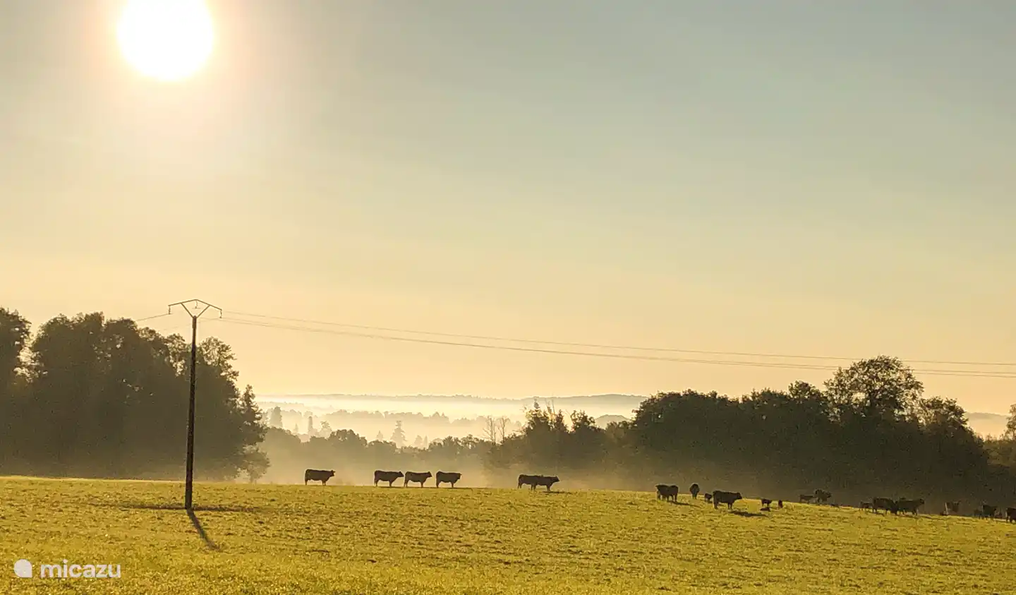 Ansicht in der Nähe: Aquitaine Kühe