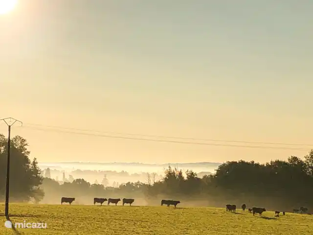 Casa Lavaud Jacquot en Francia, Dordoña, Payzac - casa vacacional Vista cercana: vacas de Aquitania