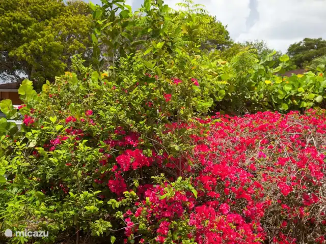 Piscadera Bay Resort 23 huren in Curaçao, Curacao-Midden, Piscadera - bungalow mooie bourgainville
