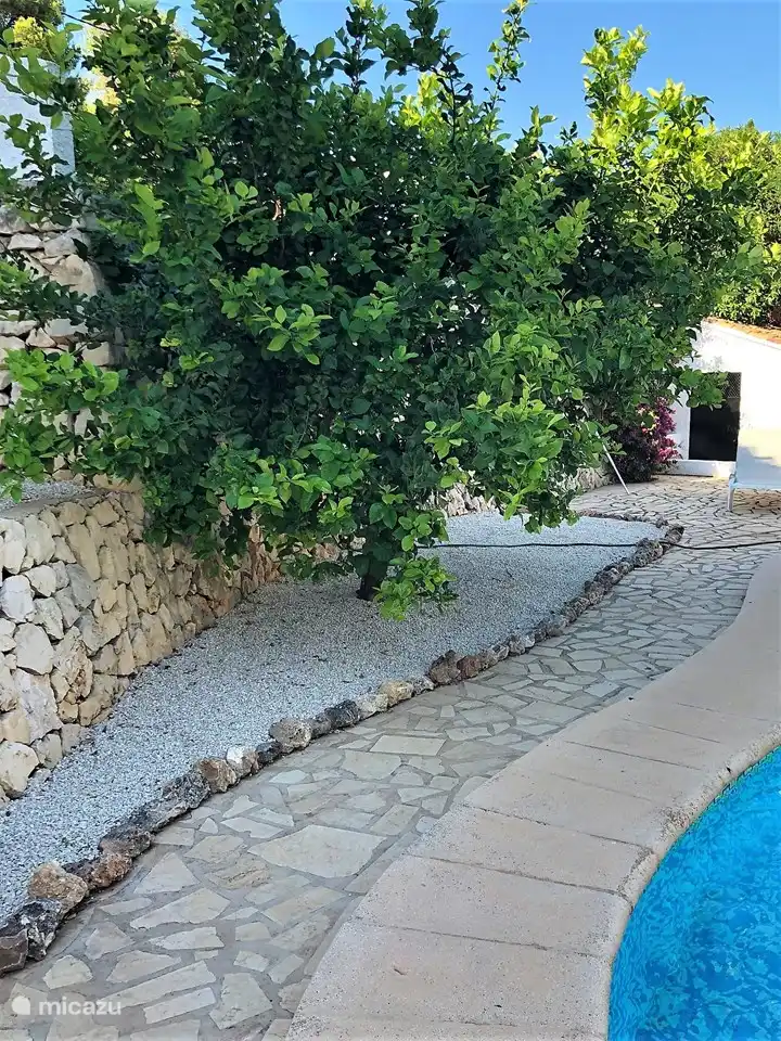 ... Zitronenbäume im Garten.