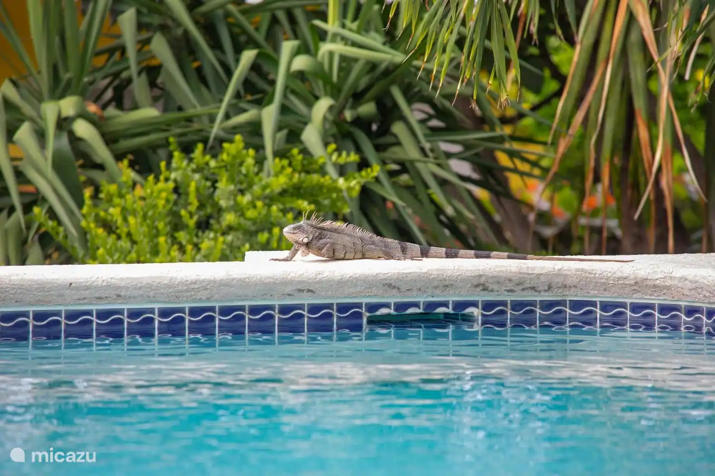 Piscadera Bay Resort 24 en Curazao, Curazao Centro, Piscadera - Bungaló