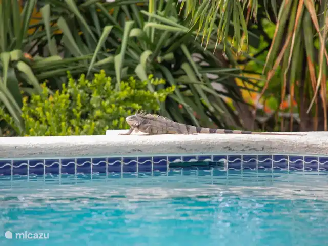 Piscadera Bay Resort 24 | Curaçao, Curaçao-Centre, Piscadera - bungalow Piscine