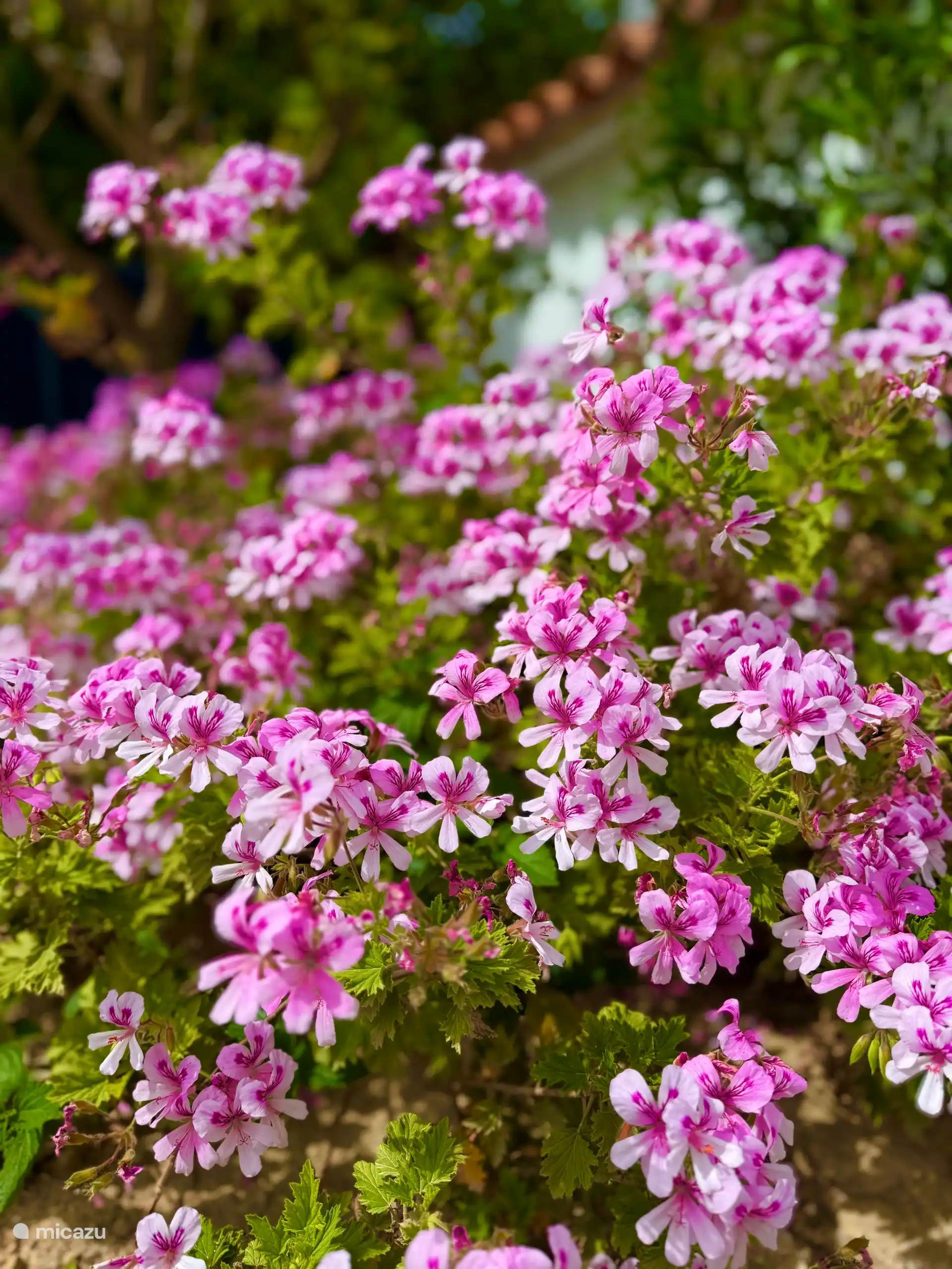 Autour de la maison, un magnifique jardin entretient chaque semaine par notre jardinier.