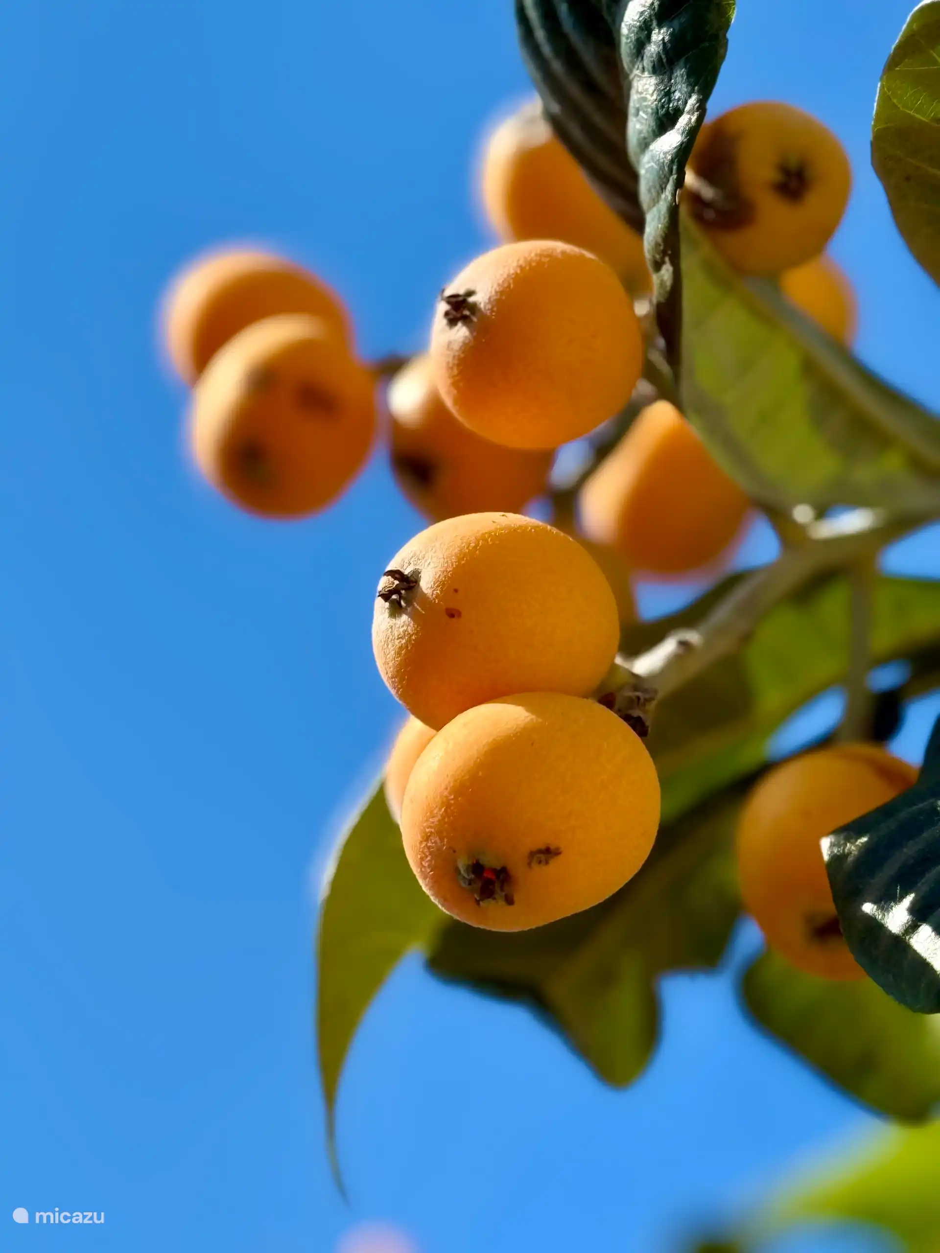 Des fruits de notre propre jardin.