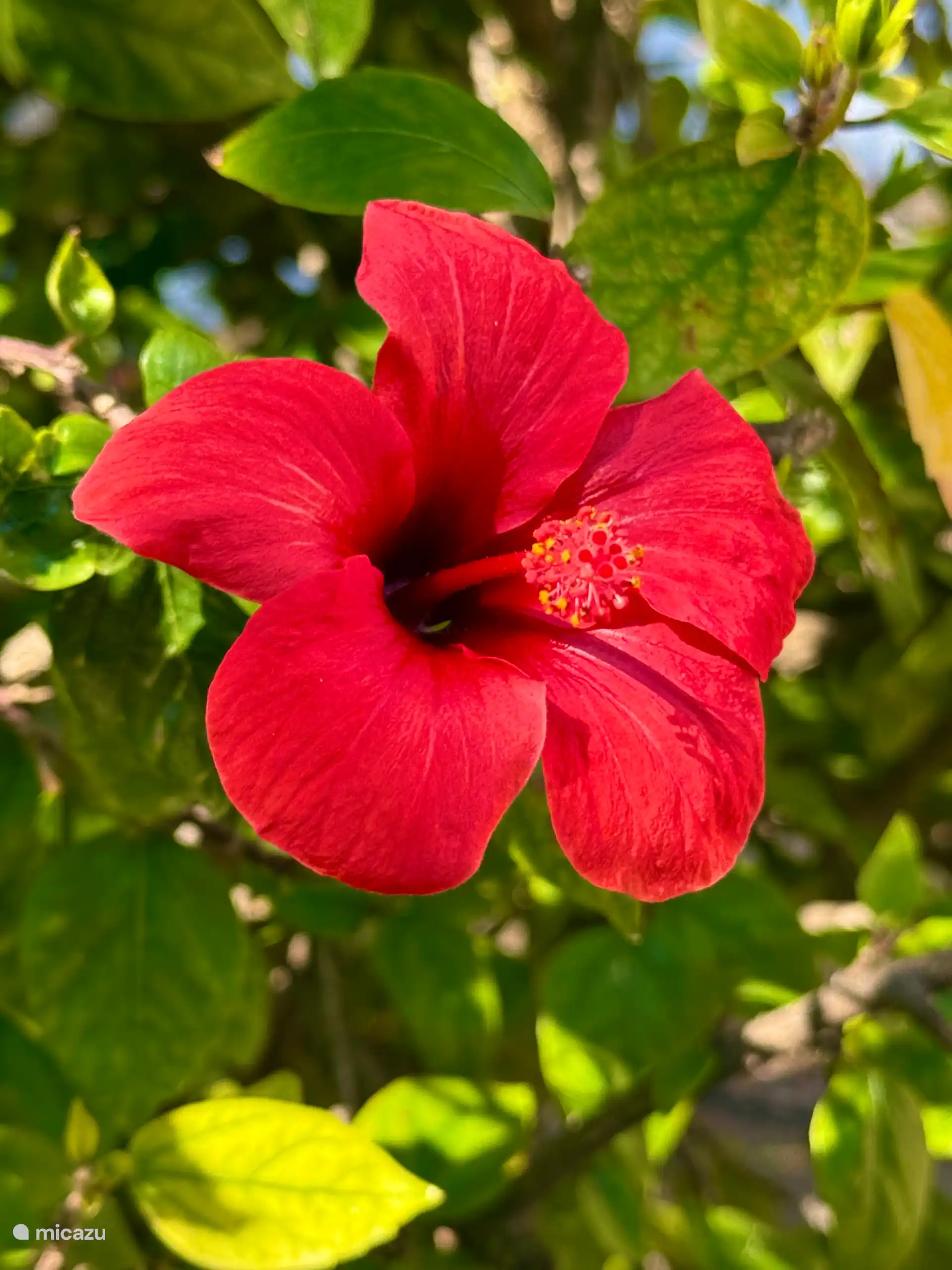 De magnifiques fleurs dans le jardin.