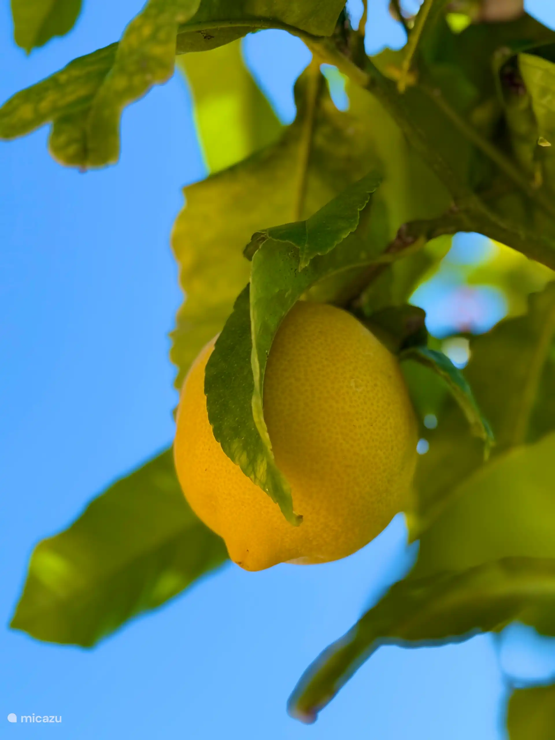 Cueillez votre citron frais dans l’arbre de votre propre jardin.