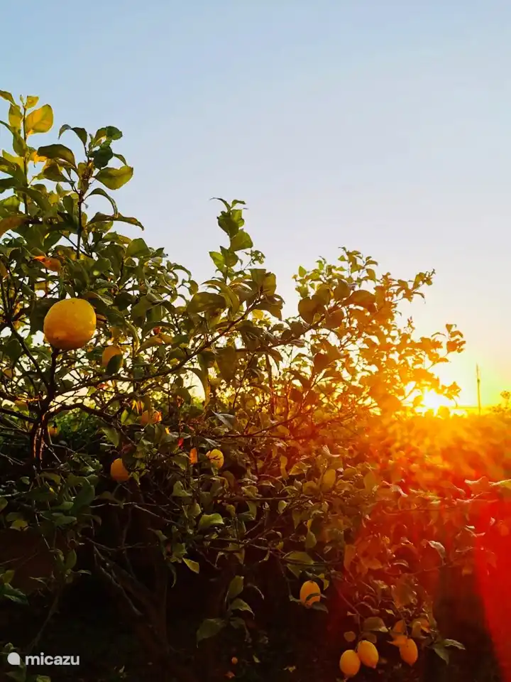 Des citrons frais toute l’année.