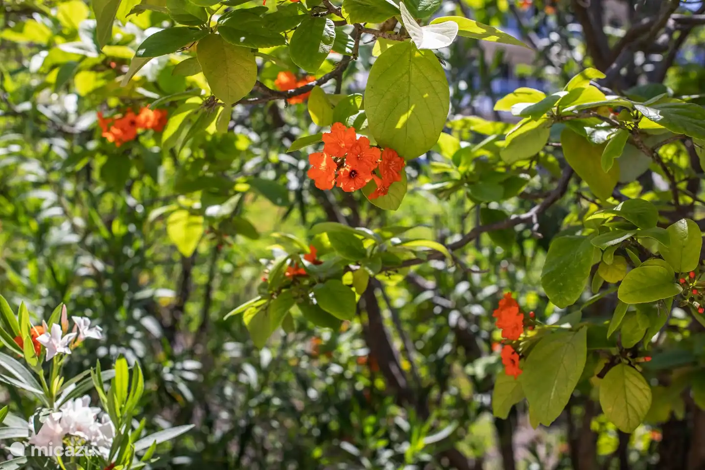 bel environnement tropical