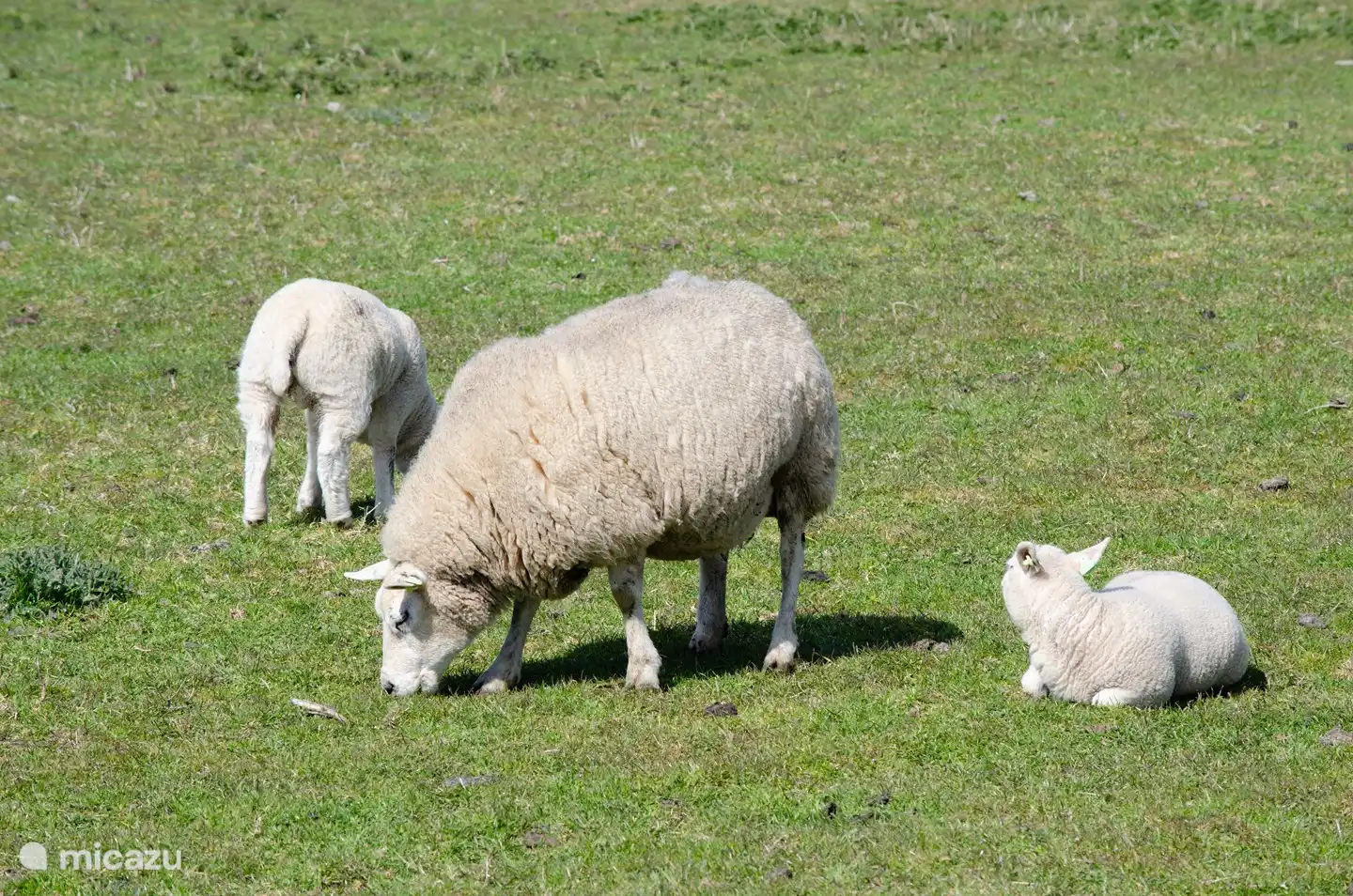 Texel has about as many sheep as residents! About 14,000 of both live on the island.