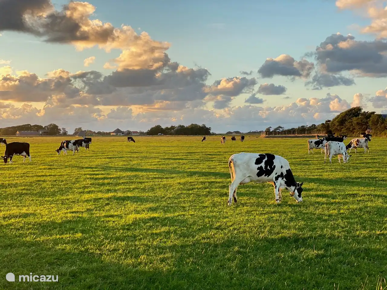 Cows on Texel