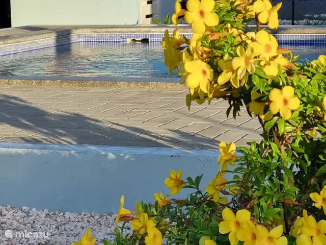 Casa de Kooijman en Curazao, Bandabou (oeste), Fontein - villa Preciosa piscina
