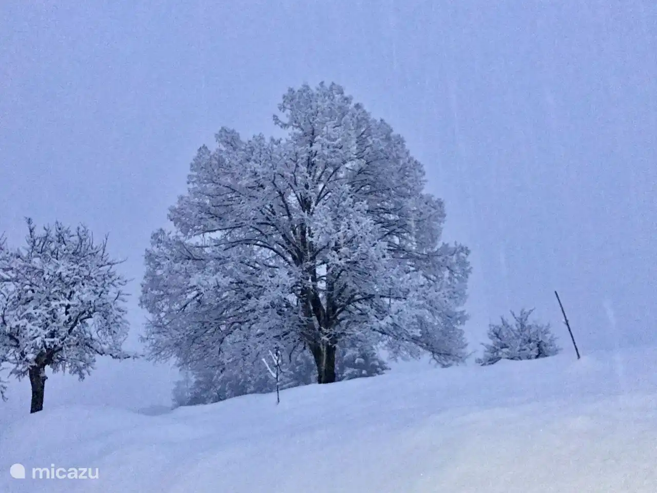 Le Tilia sous la neige