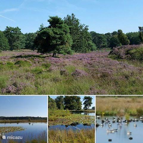 Vakantiehuis Aangenaam Olde Horst In Diever, Drenthe Huren? | Micazu