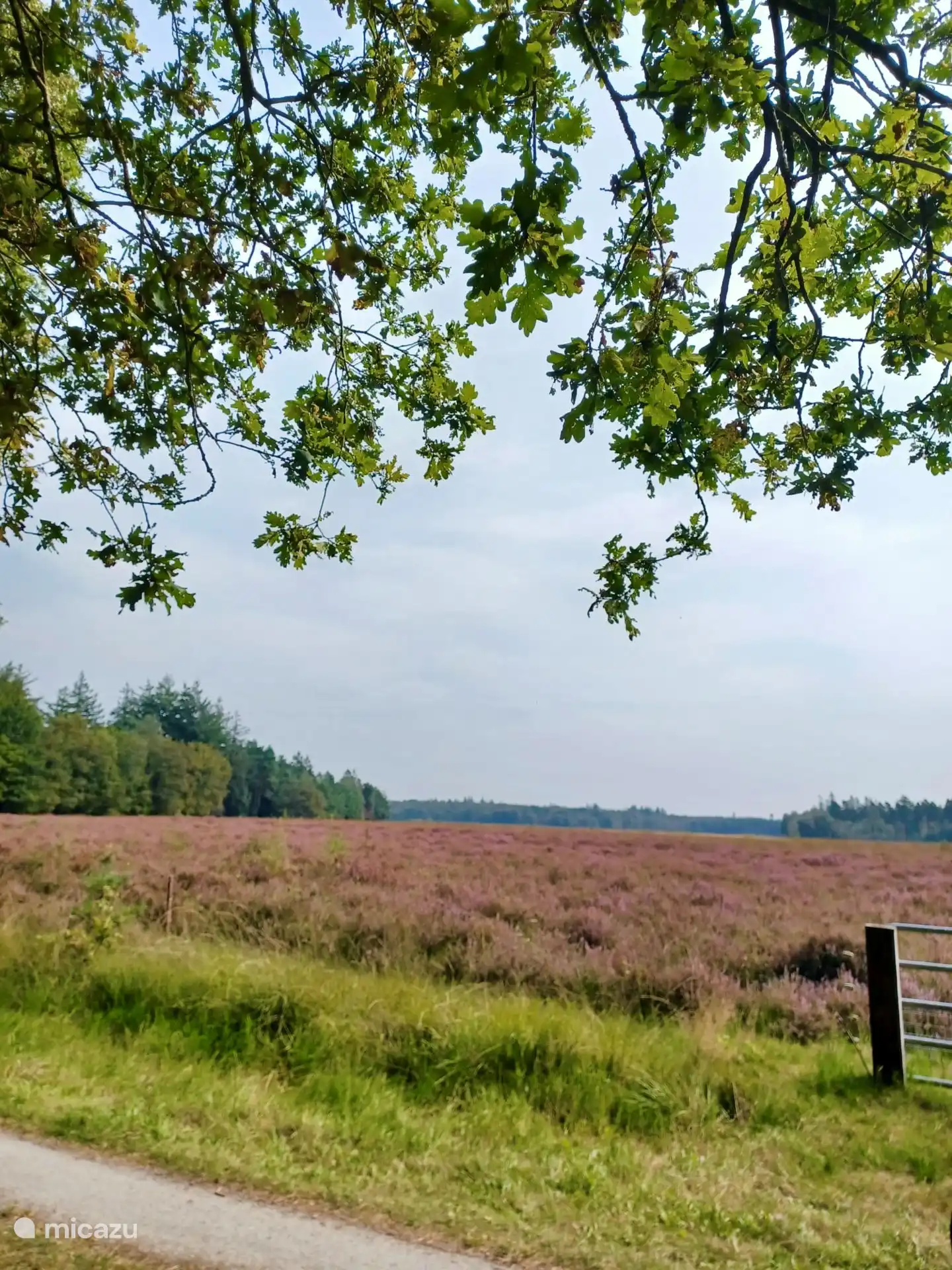 Kommen Sie und genießen Sie das wunderschön blühende Heidekraut im Dwingelderveld-Nationalpark.