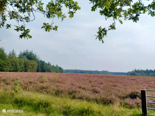 Huize Ruinen | Pays-Bas, Drenthe, Ruinen - maison de vacances Venez profiter de la bruyère magnifiquement fleurie dans le parc national de Dwingelderveld.