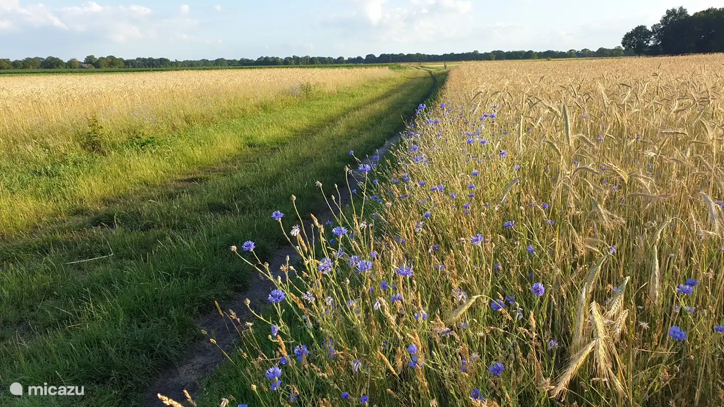 Kornblumen auf dem Ruiner Es, nur wenige Gehminuten von Huize Ruinen entfernt