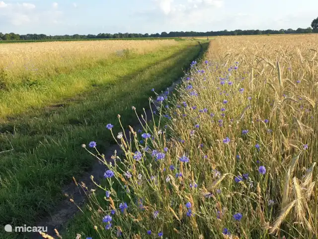 Huize Ruinen | Pays-Bas, Drenthe, Ruinen - maison de vacances Bleuets sur le Ruiner Es, à quelques minutes à pied de Huize Ruinen