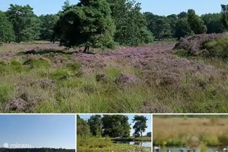 Vakantiehuis Nederland, Drenthe, Diever appartement Aangenaam - Olde Horst nr 2