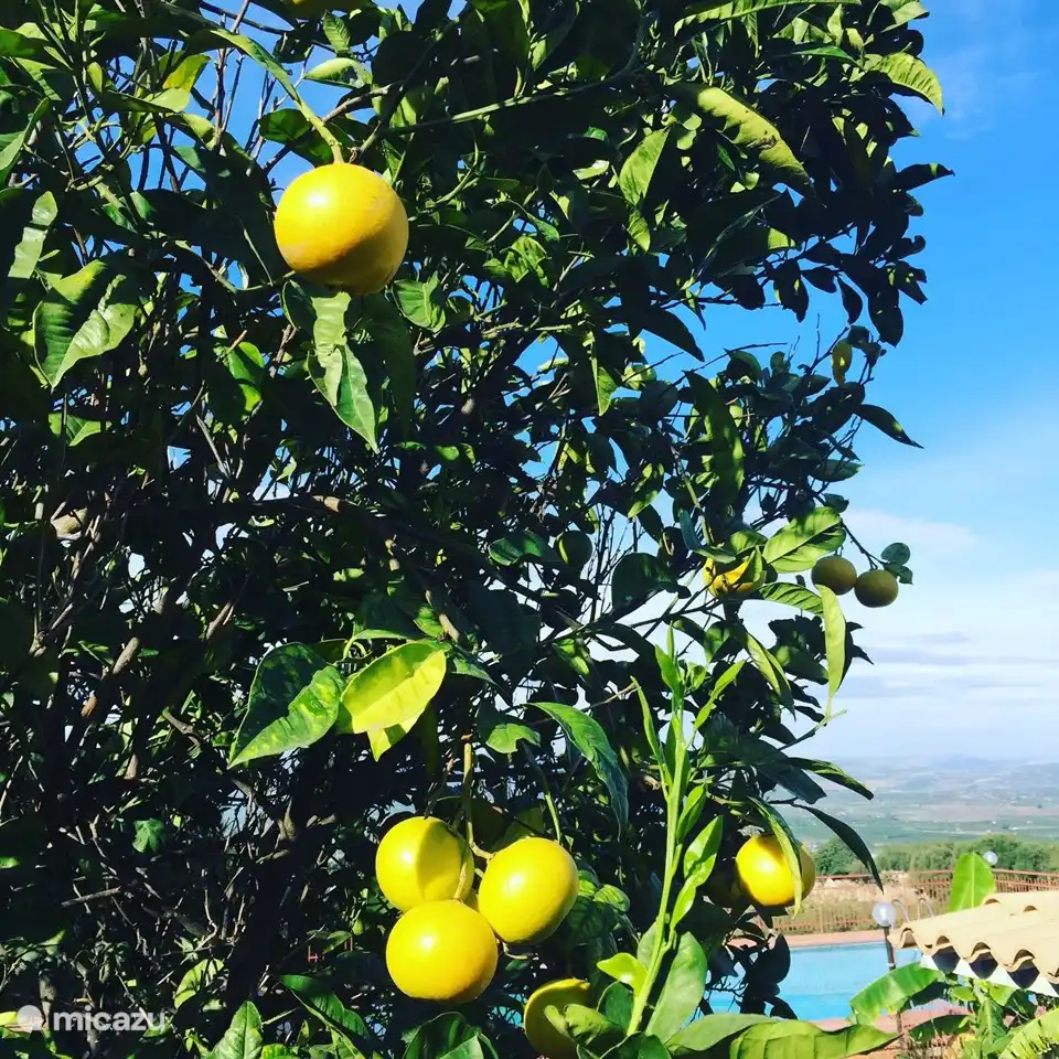 Zitrone unter den Orangenbäumen in der Tonne