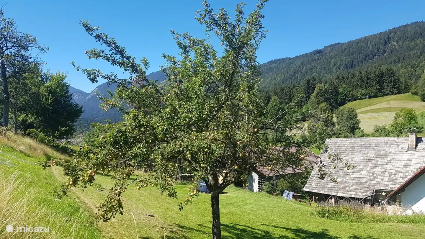 einer der Apfelbäume