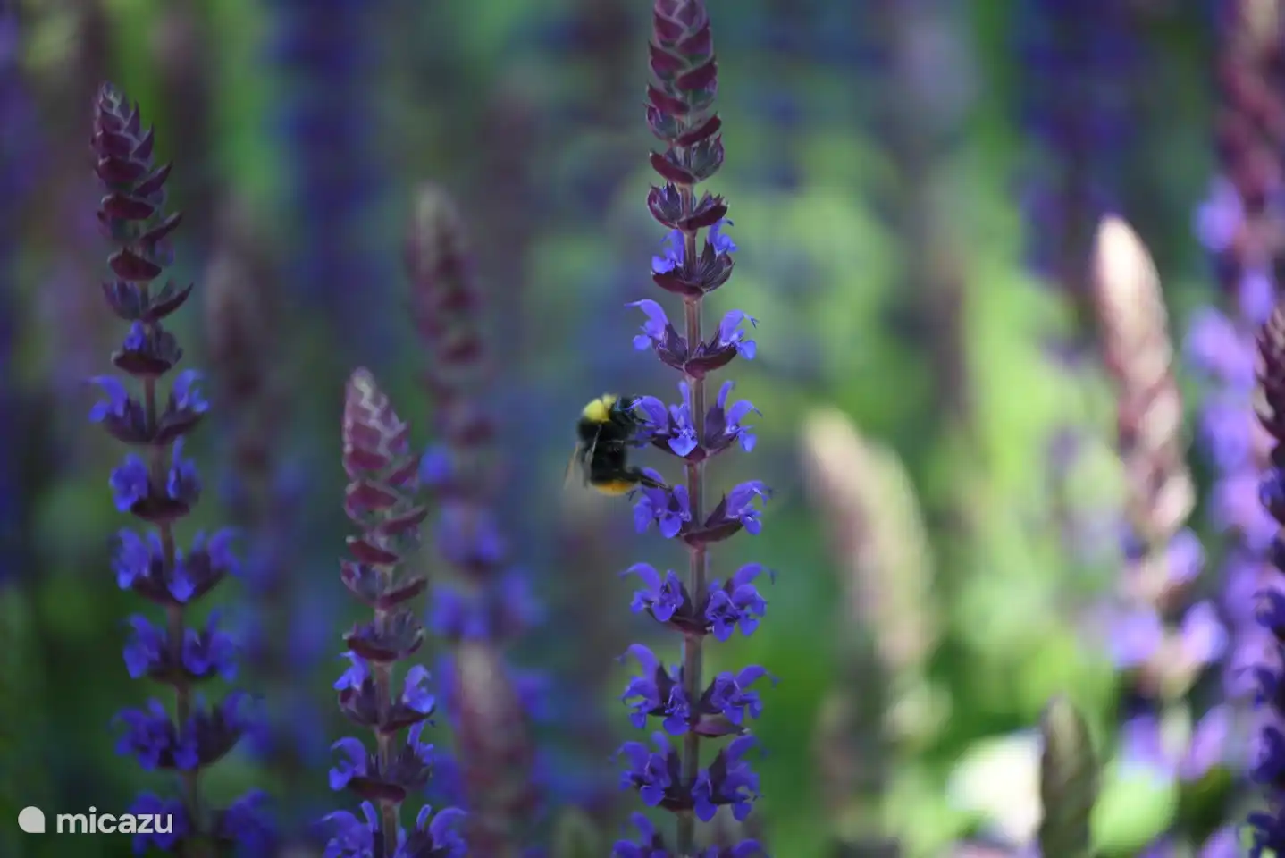 Nahaufnahme der Flora und Fauna rund um das Haus (1).