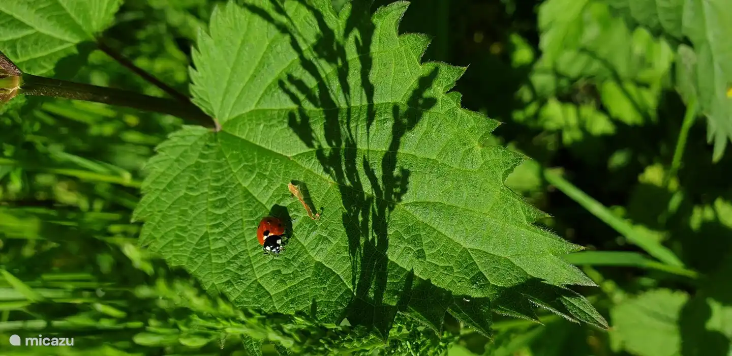 Nahaufnahme der Flora und Fauna rund um das Haus (2).
