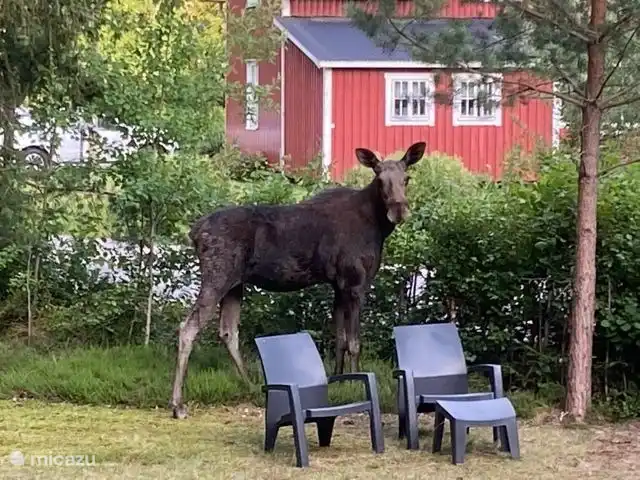Wandelen, Zweden, Värmland, Munkfors, villa Vakantievilla Zweden Foto van M. van der Voort