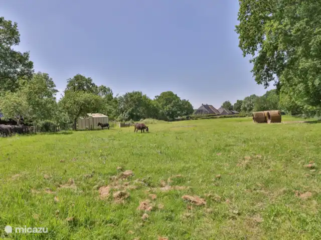 Patrimoine Middendorp | Pays-Bas, Drenthe, Ansen - maison de vacances Prairie dans une maison de vacances