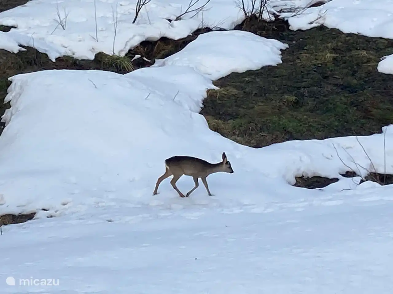 In the early morning in the garden of Waldhaus...