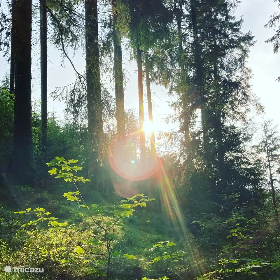 From the holiday home you can walk straight into the forest for the most beautiful walking routes