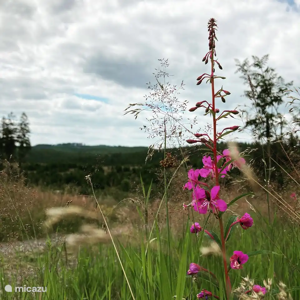The beautiful Wisent Welt Nature Park (30 min drive)