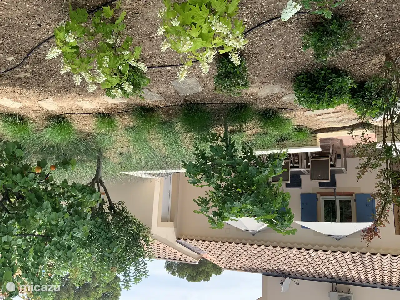 Lavendel und Obstbäume neben der Seitenterrasse