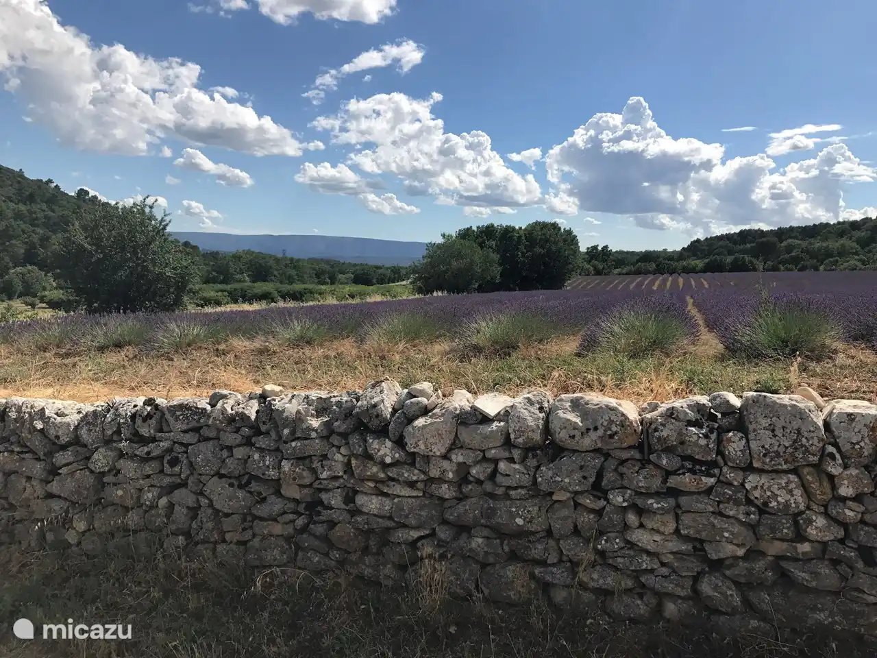 Lavendellandschaft in der Umgebung