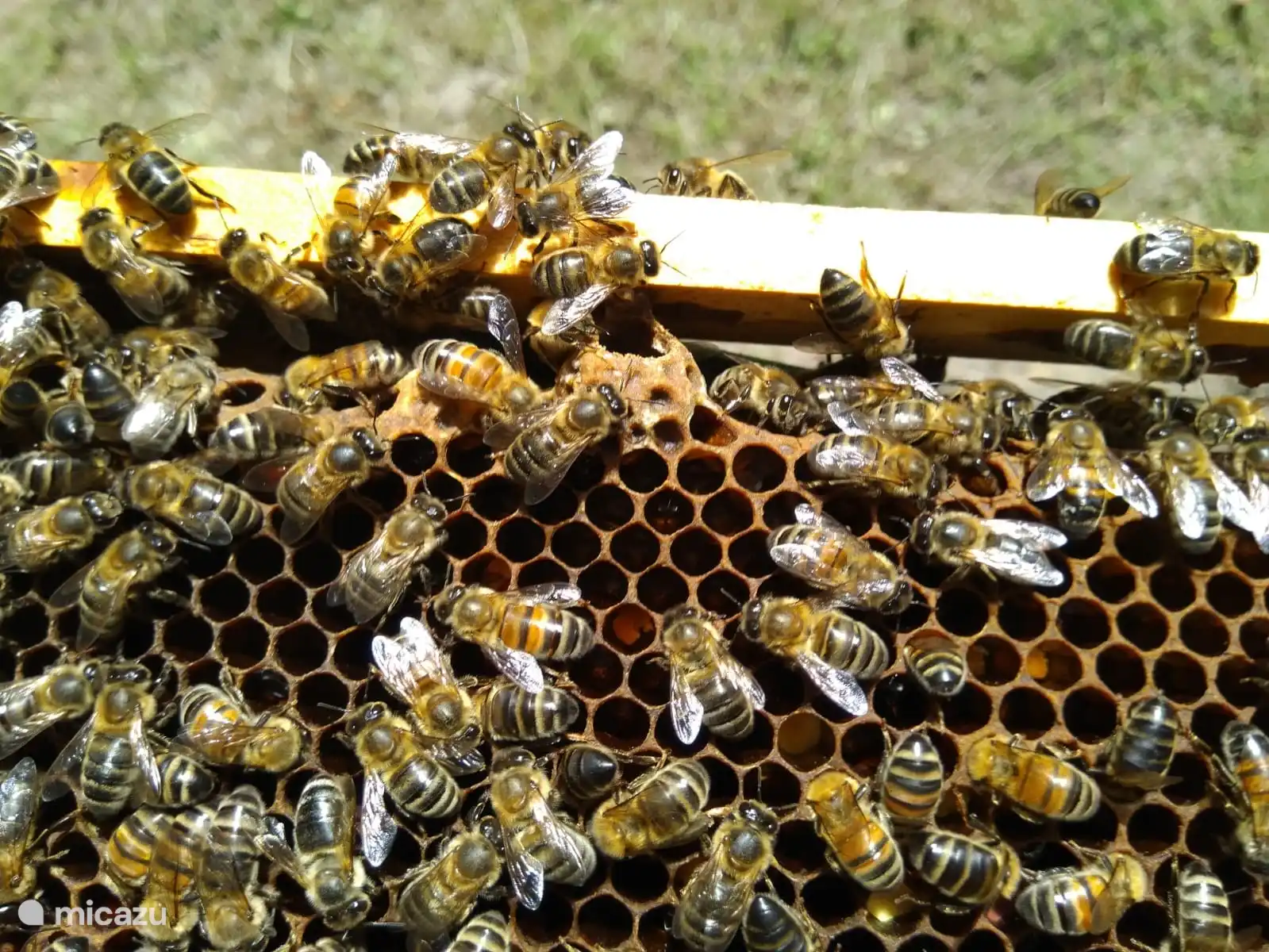 Unsere Bienen bei der harten Arbeit