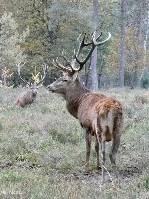 Hirschspaziergang in unserem Garten