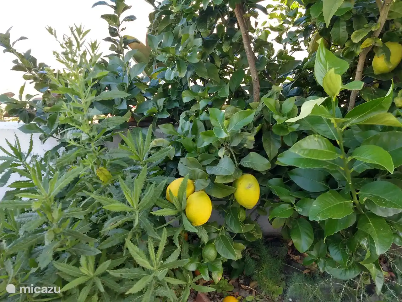 Zitronen vor Ort