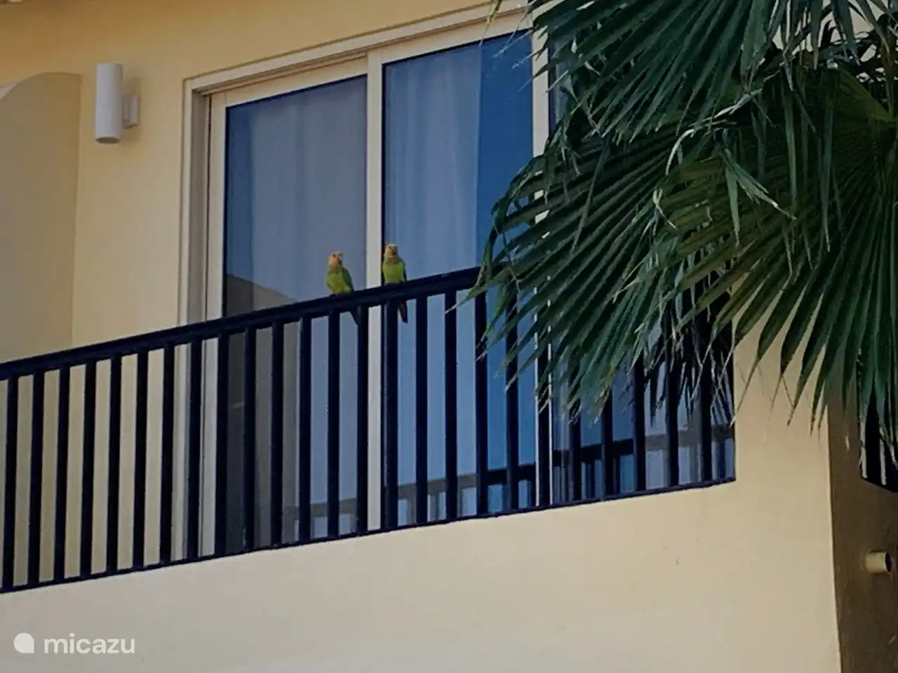 waking up with loras on your balcony