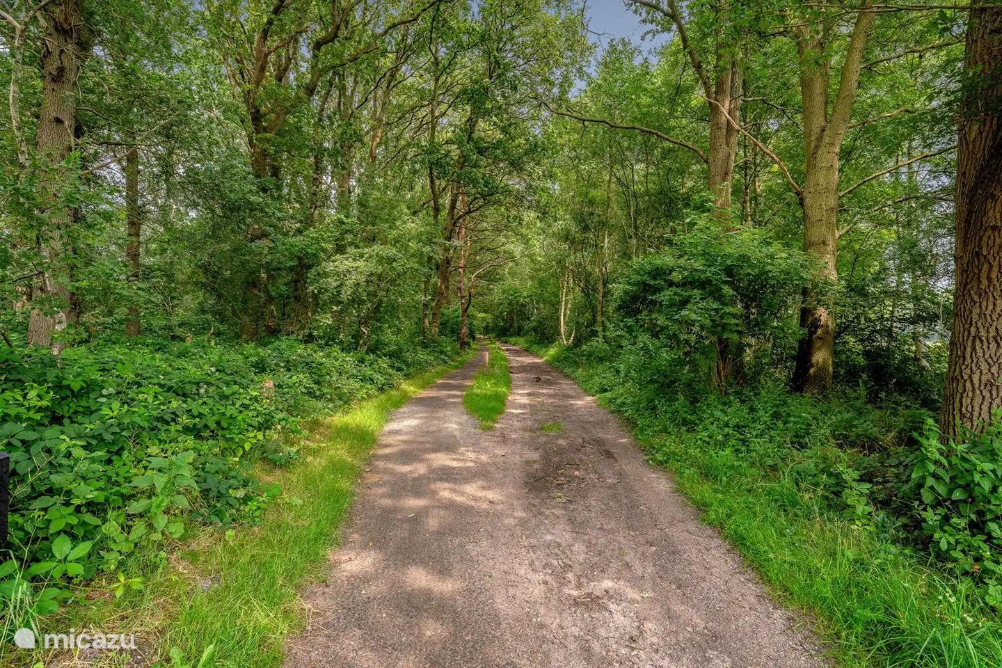 Die Schönheit des Waldes. Weg Richtung Appelscha