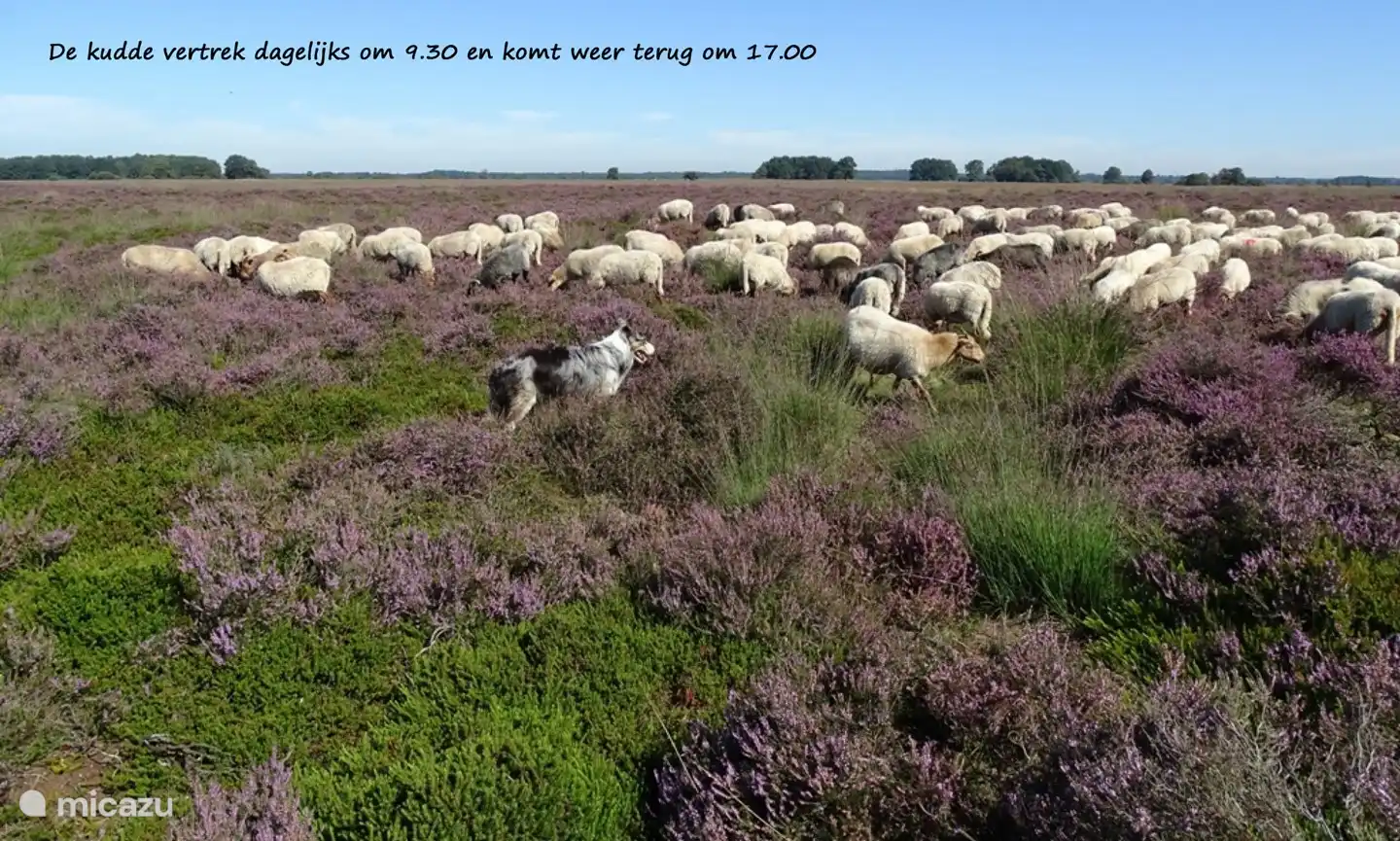 Die Schafherde in Ruinen.