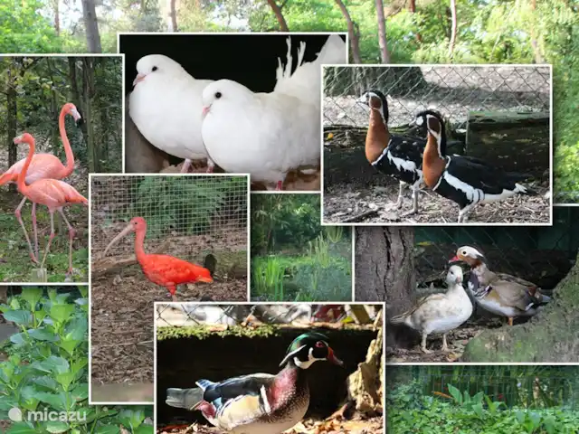 Walibi marrón en Países Bajos, Barbante Septentrional, Heesch - bungaló Varias especies animales viven en el parque.