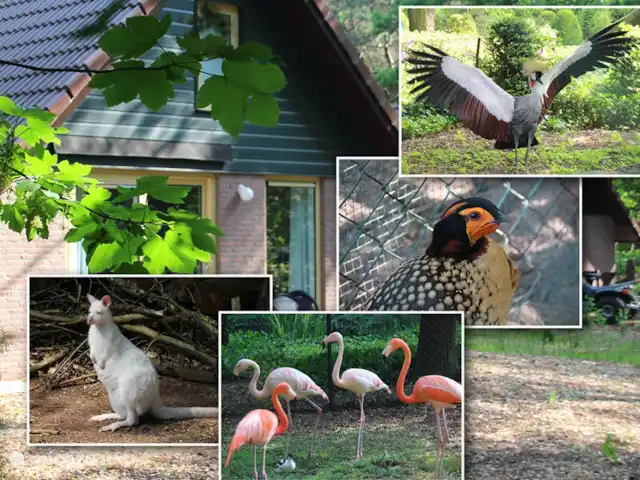 Walibi marrón en Países Bajos, Barbante Septentrional, Heesch - bungaló Varias especies animales viven en el parque.