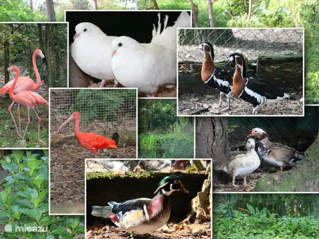 Walibi blanc | Pays-Bas, Brabant-Septentrional, Heesch - bungalow Plusieurs espèces animales vivent dans le parc