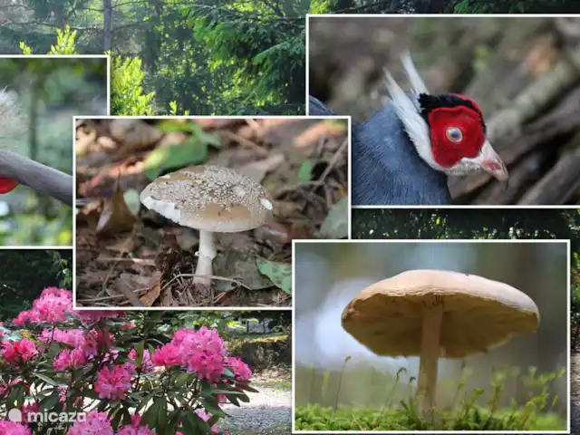 Walibi blanc | Pays-Bas, Brabant-Septentrional, Heesch - bungalow Diverses espèces animales et végétales que l'on retrouve dans le parc