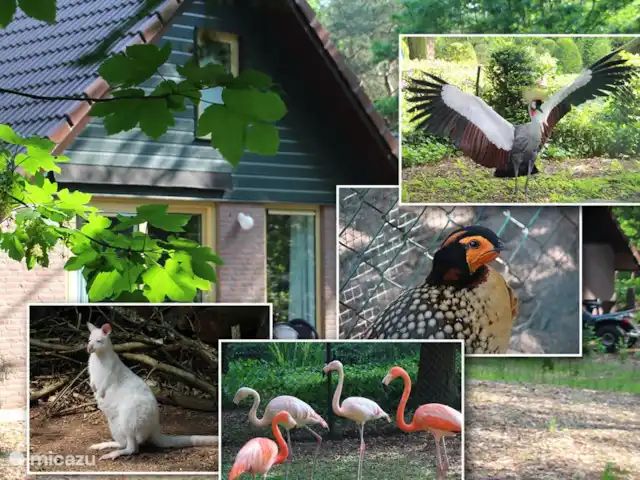 Walibi blanc | Pays-Bas, Brabant-Septentrional, Heesch - bungalow Plusieurs espèces animales vivent dans le parc