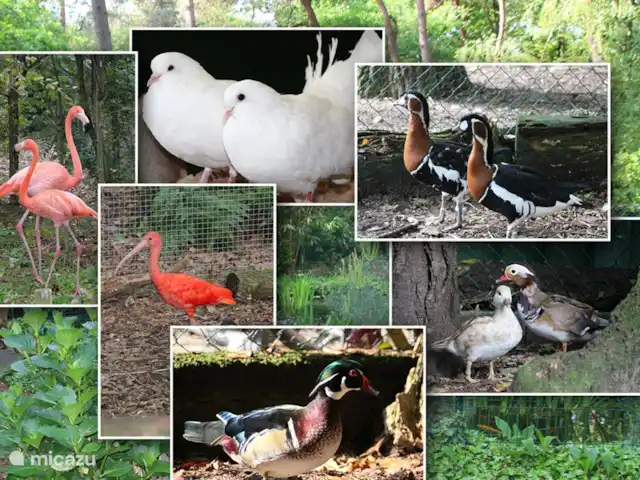 Bonte Specht huren in Nederland, Noord-Brabant, Heesch - bungalow Verscheidene diersoorten die op het park wonen