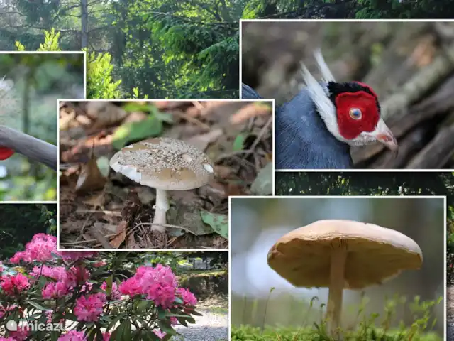 Bonte Specht huren in Nederland, Noord-Brabant, Heesch - bungalow Verscheidene dier- & plantsoorten die op het park te vinden zijn