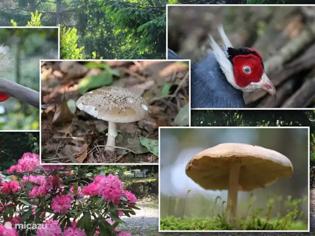 Paon bleu | Pays-Bas, Brabant-Septentrional, Heesch - bungalow Diverses espèces animales et végétales que l'on retrouve dans le parc