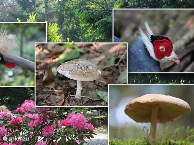 Goudooggans huren in Nederland, Noord-Brabant, Heesch - bungalow Verscheidene dier- & plantsoorten die op het park te vinden zijn